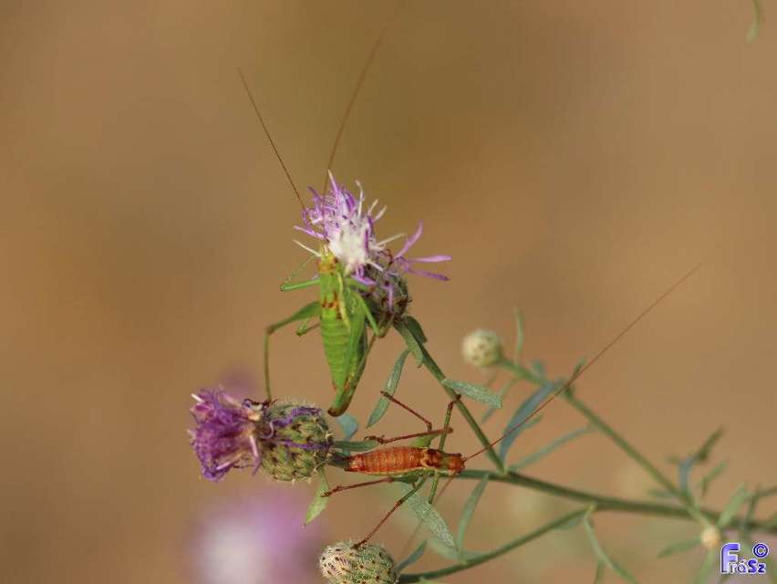 Leptophyes albovittata - közönséges virágszöcske