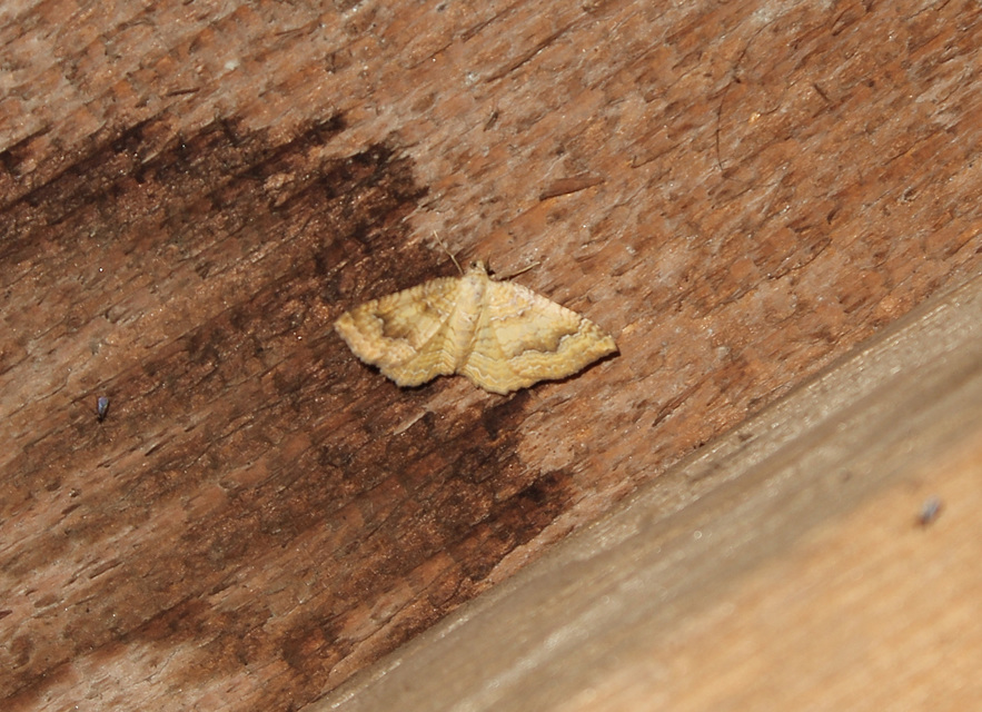 Camptogramma bilineata - kétvonalas sávosaraszoló