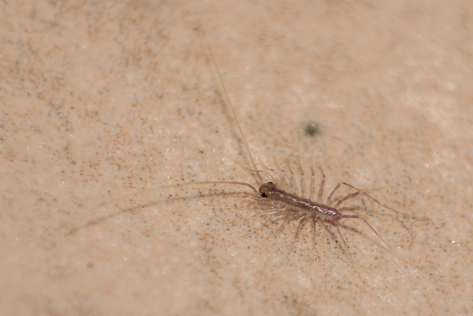 Scutigera coleoptrata - légyölő pókszázlábú