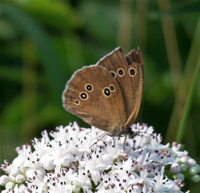 Aphantopus hyperanthus - közönséges ökörszemlepke