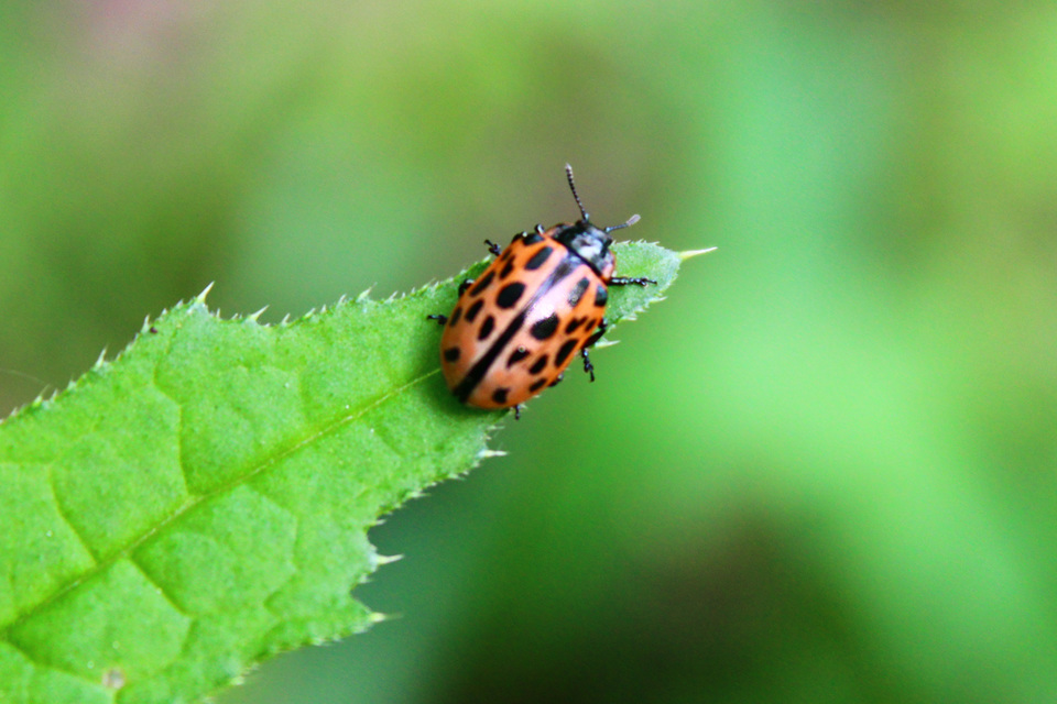 Chrysomela vigintipunctata - húszfoltos fűzlevelész