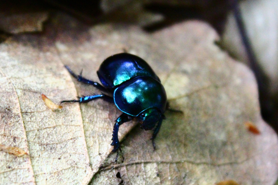 Trypocopris vernalis - tavaszi álganéjtúró