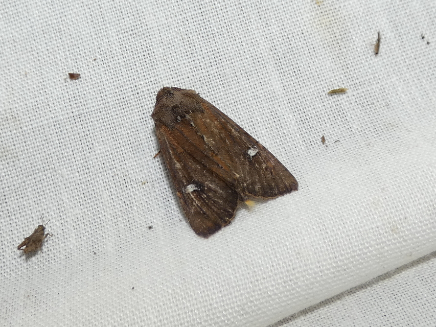 Helotropha leucostigma - mocsári nőszirombagoly