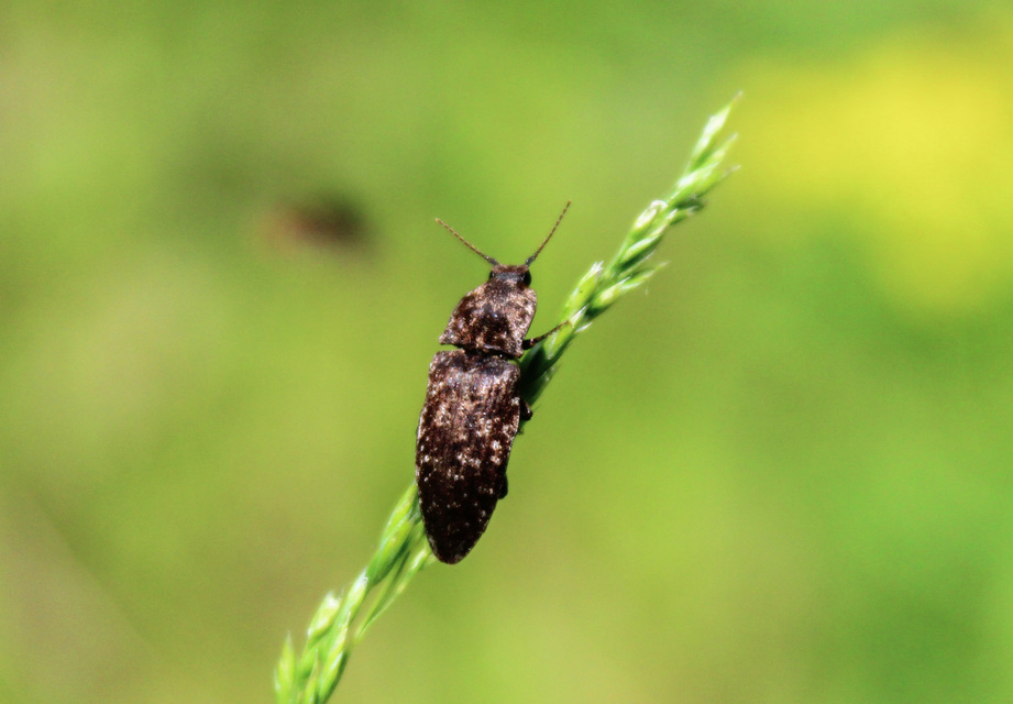 Agrypnus murinus - egérszínű pikkelyespattanó