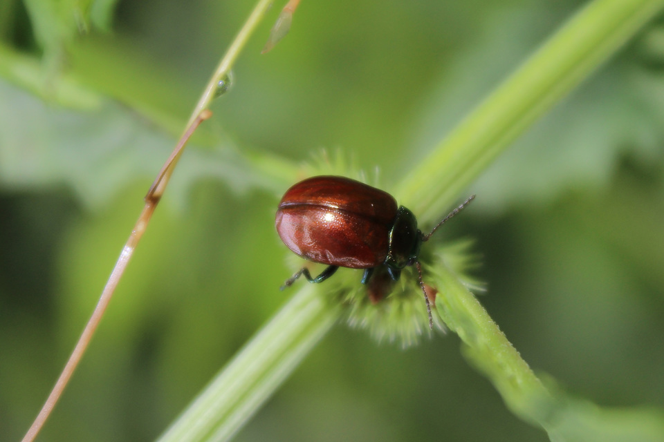 Chrysolina polita - réti mentalevelész