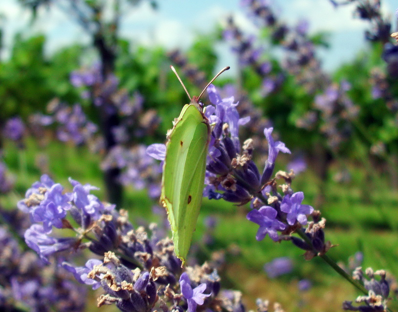 Gonepteryx rhamni - citromlepke
