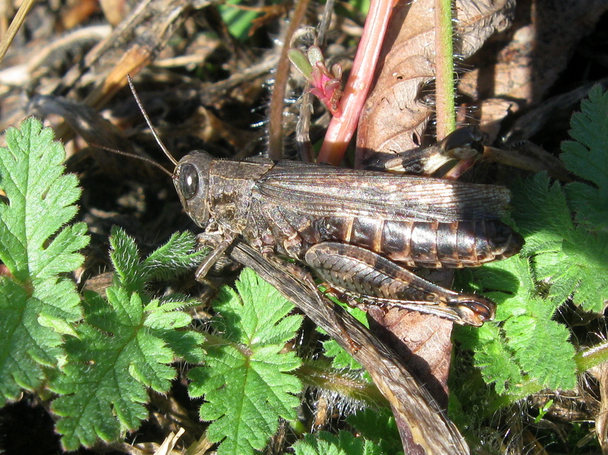 Calliptamus italicus - olaszsáska