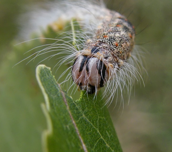 Acronicta megacephala - nagyfejű szigonyosbagoly