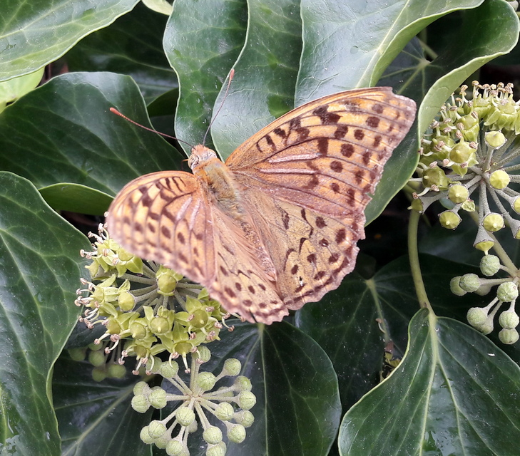 Argynnis pandora - zöldes gyöngyházlepke