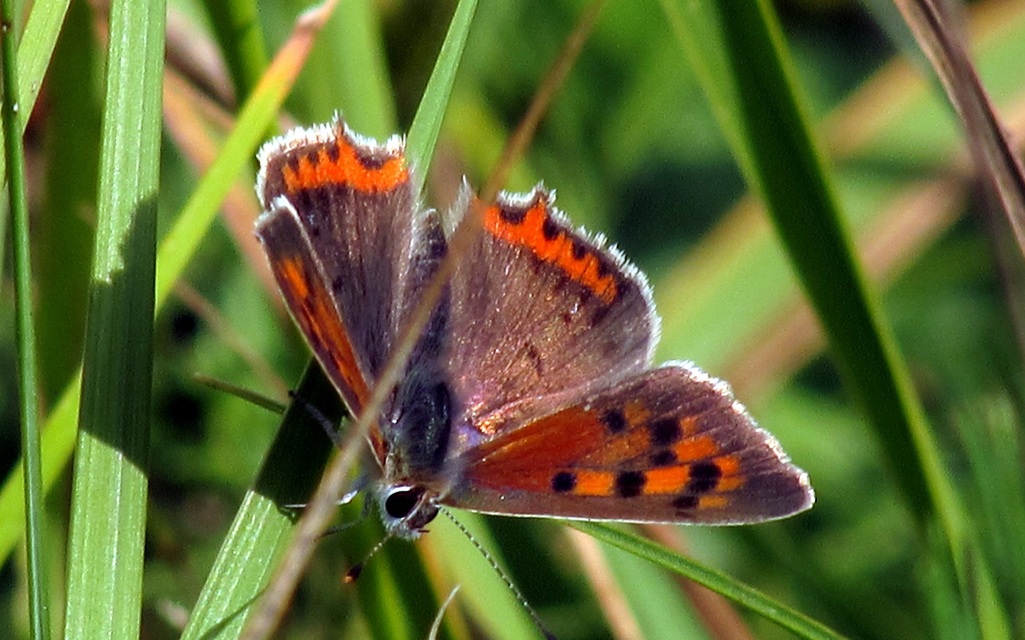 Lycaena phlaeas - közönséges tűzlepke