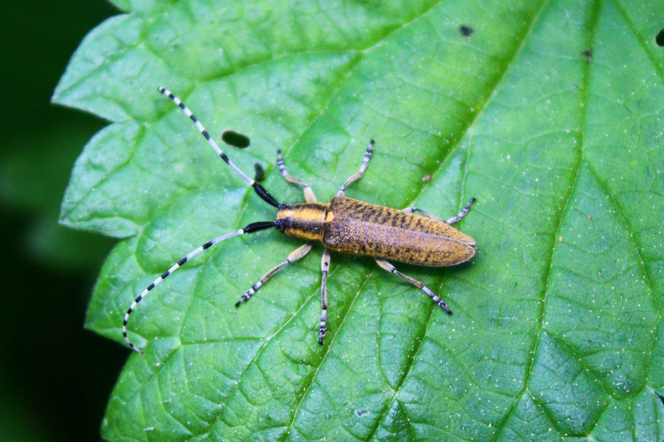 Agapanthia villosoviridescens - fehérgyűrűs bogáncscincér