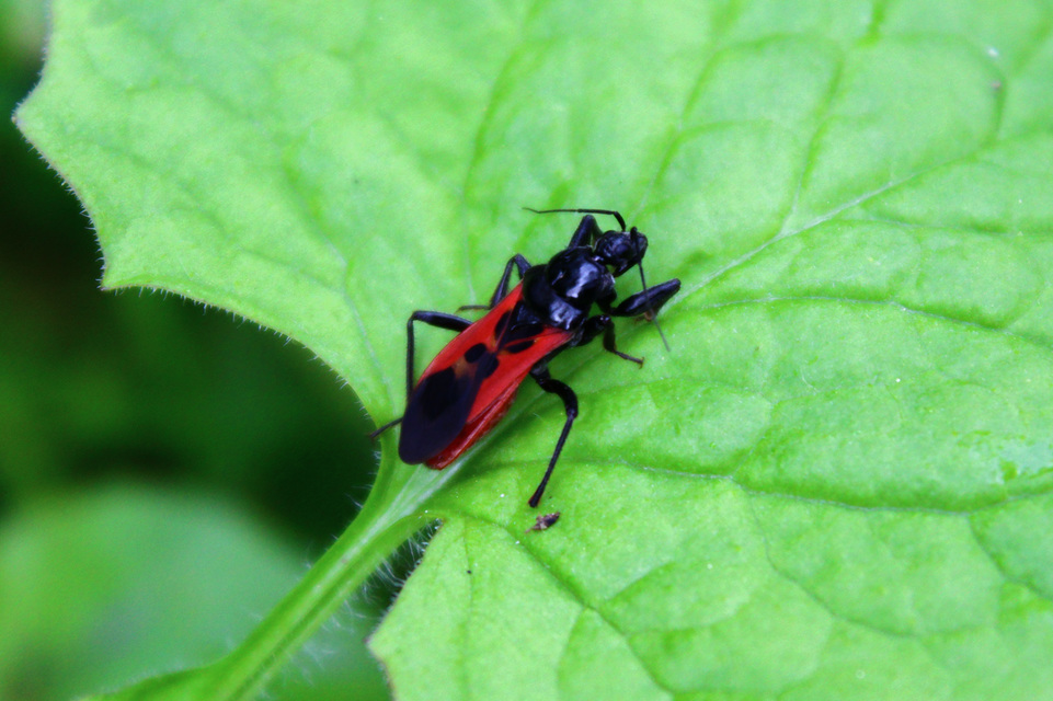 Peirates hybridus - foltos rablópoloska