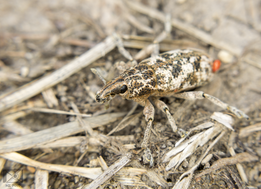 Cyphocleonus dealbatus - márványos barkó