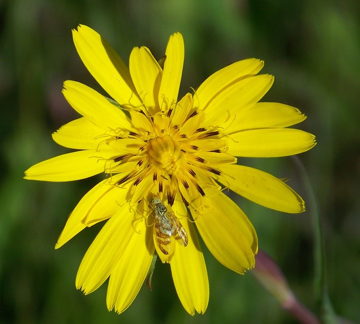 Tephritidae - fúrólégyfélék
