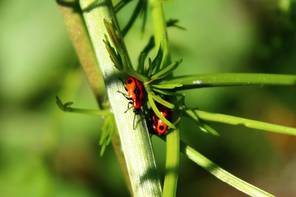 Crioceris quinquepunctata - ötpontos spárgabogár