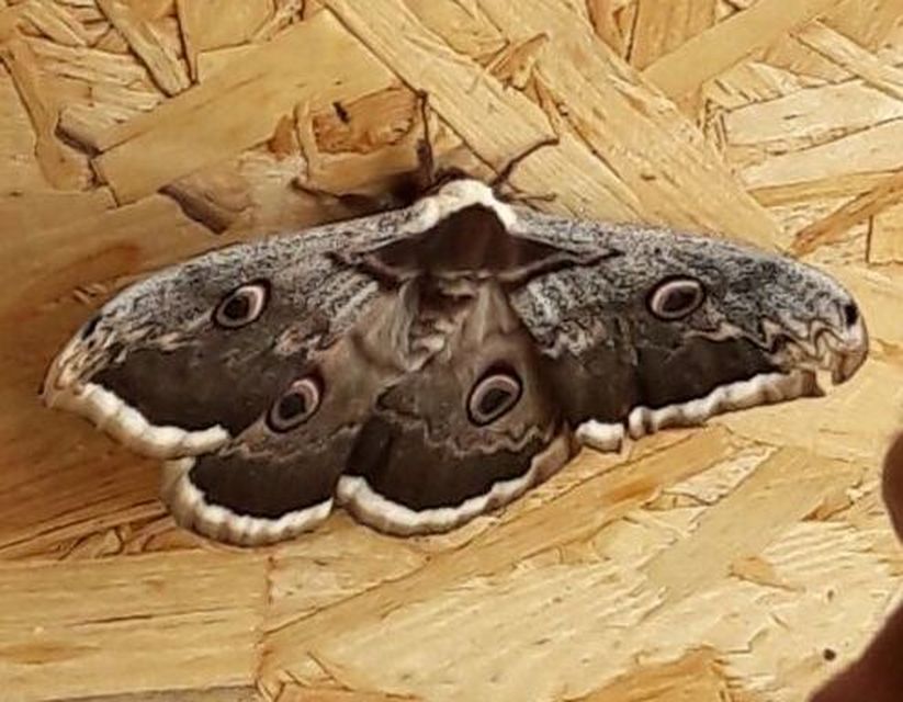 Saturnia pyri - nagy pávaszem