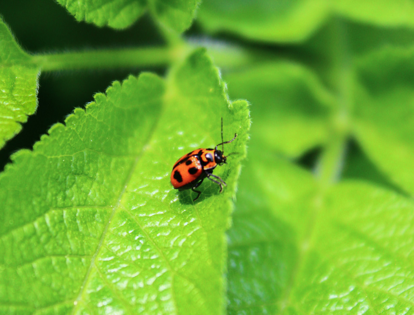 Cryptocephalus sexpunctatus - hatfoltos zömökbogár