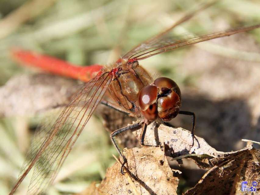 Sympetrum vulgatum - barkós katona-szitakötő