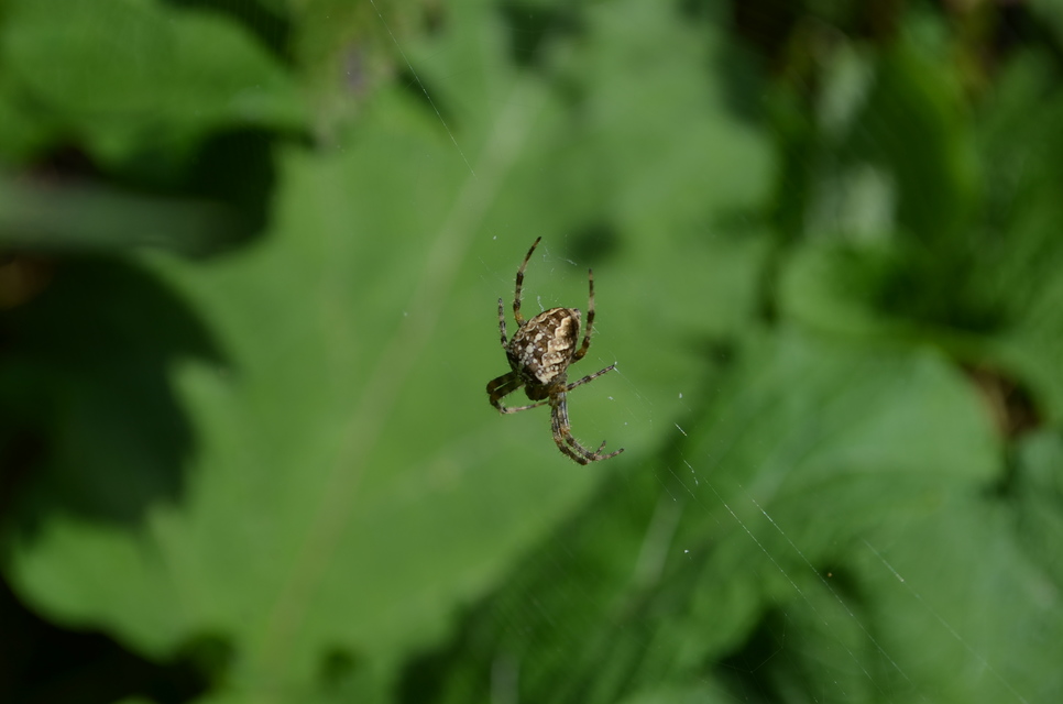 Araneus diadematus - koronás keresztespók