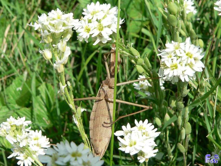 Mantis religiosa - imádkozósáska