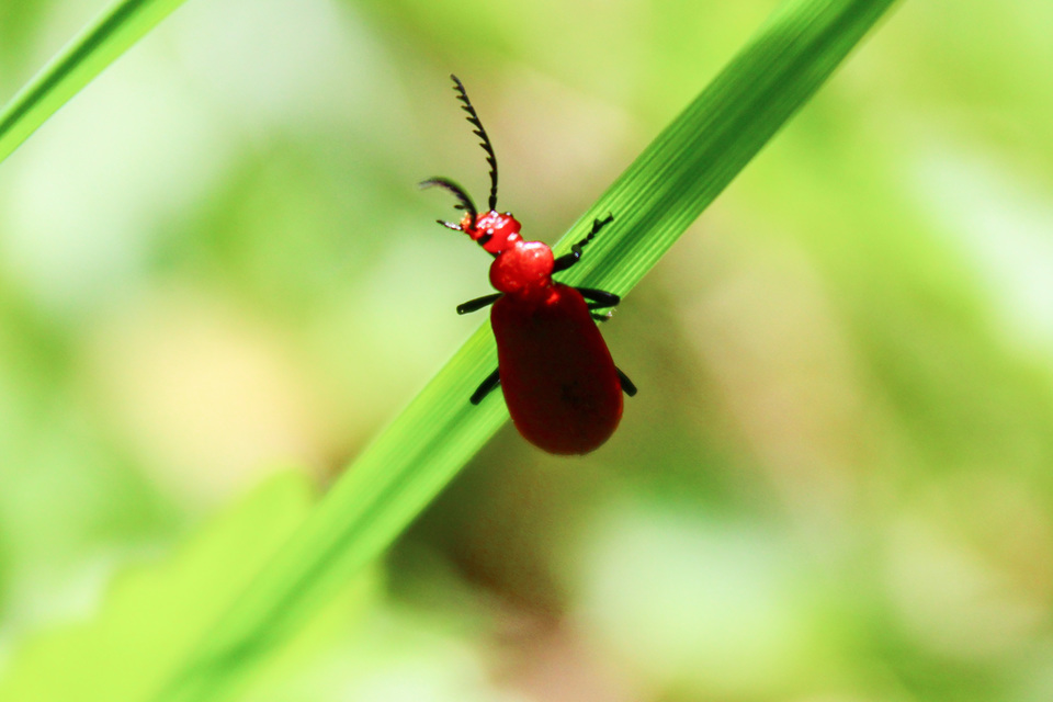Pyrochroa serraticornis - közép-bíborbogár