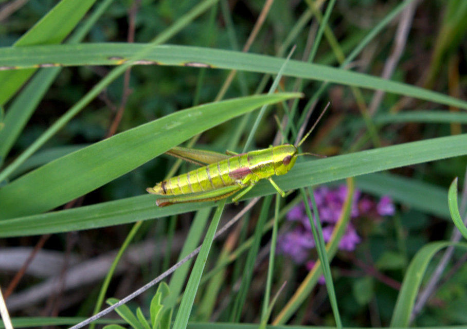 Euthystira brachyptera - smaragdzöld sáska