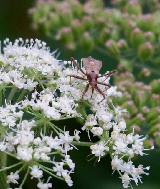 Himacerus