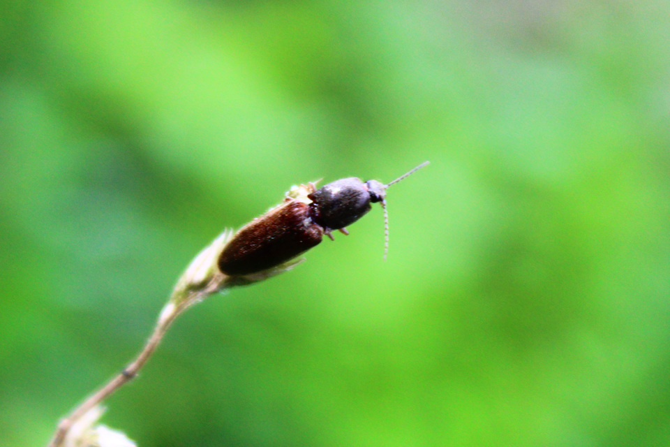 Athous haemorrhoidalis - szurkos pattanó