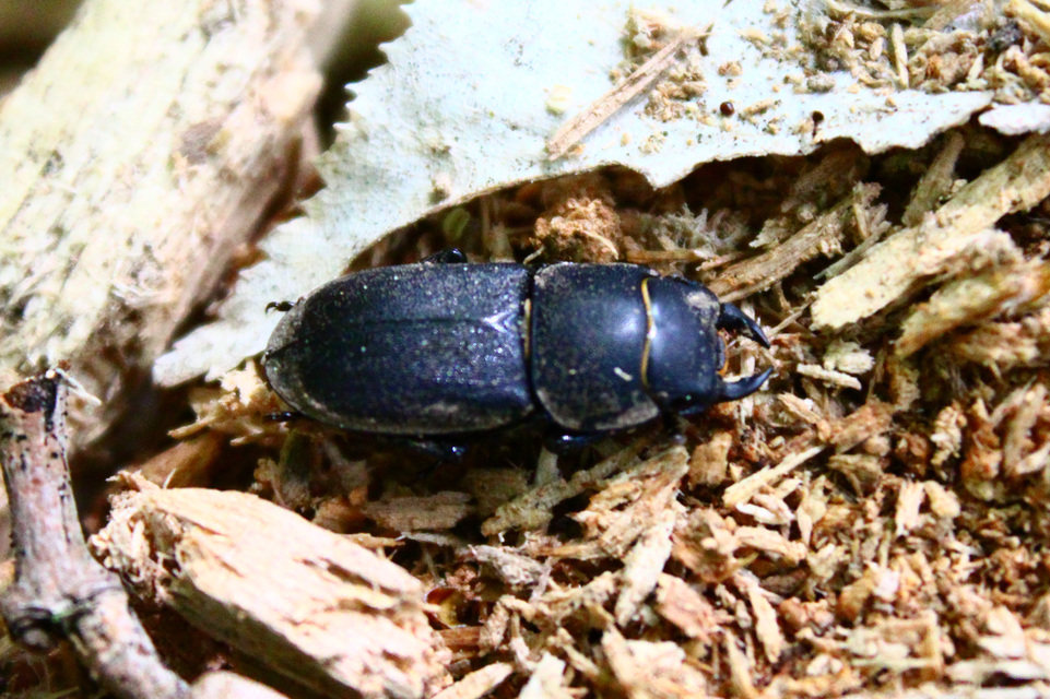 Dorcus parallelipipedus - kis szarvasbogár