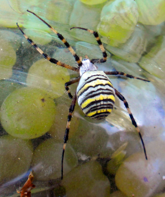 Argiope bruennichi - darázspók