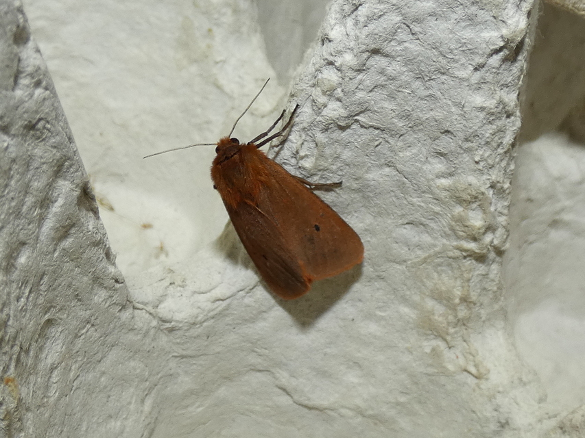 Phragmatobia fuliginosa - füstös medvelepke