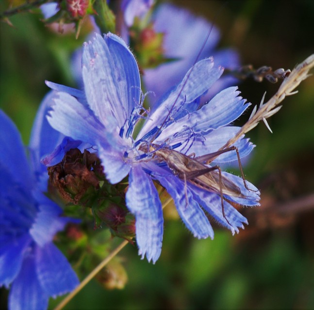 Oecanthus pellucens - pirregőtücsök