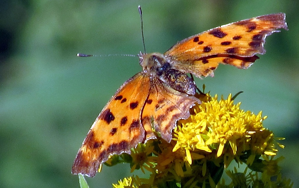 Nymphalis c-album - C-betűs lepke