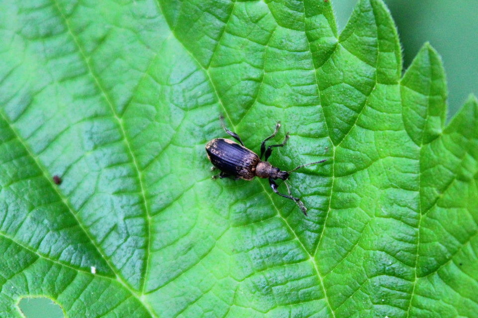 Phyllobius glaucus - éger-levélormányos Phyllobius glaucus - éger-levélormányos