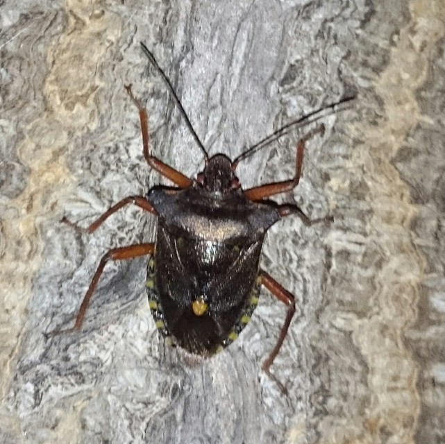 Pentatoma rufipes - vöröslábú címerespoloska Pentatoma rufipes - vöröslábú címerespoloska
