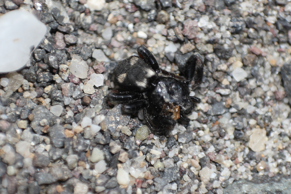 Gnaphosidae - kövipókok