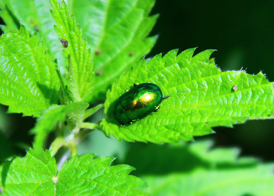 Chrysolina herbacea - zöld mentalevelész
