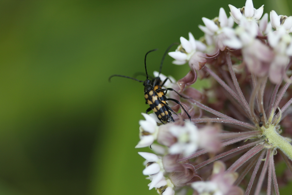 Leptura quadrifasciata - feketeszőrű szalagoscincér