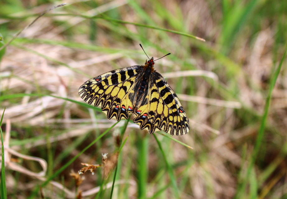 Zerynthia polyxena - farkasalmalepke