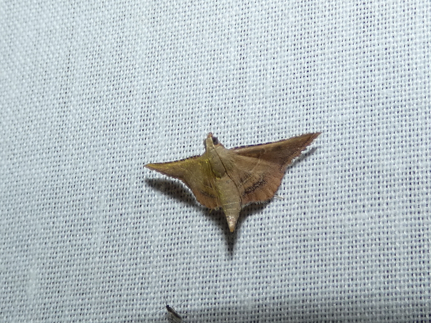 Endotricha flammealis - tüzesszárnyú fényilonca