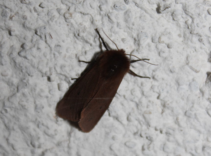 Phragmatobia fuliginosa - füstös medvelepke