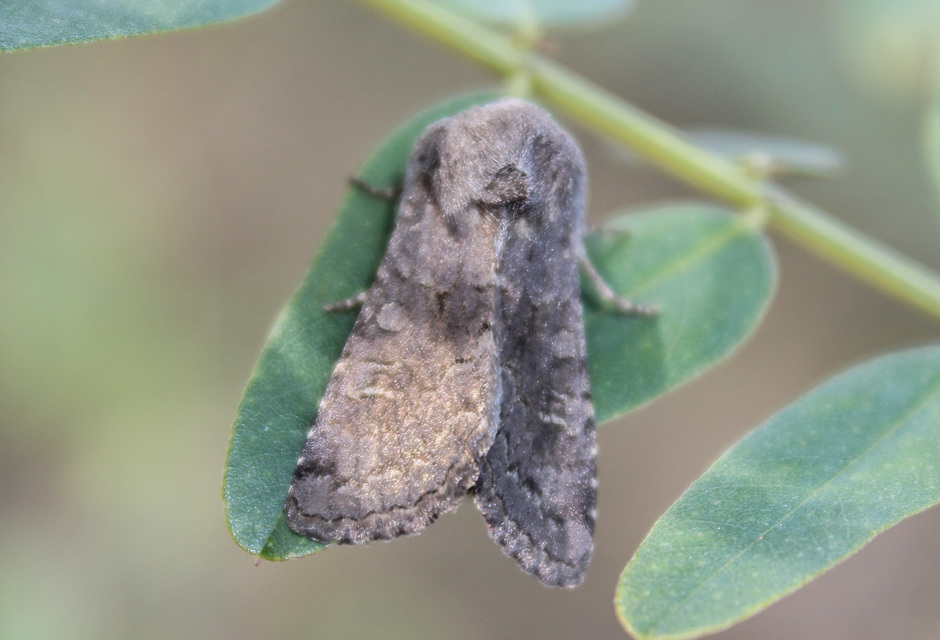 Aporophyla lutulenta - sziki őszibagoly