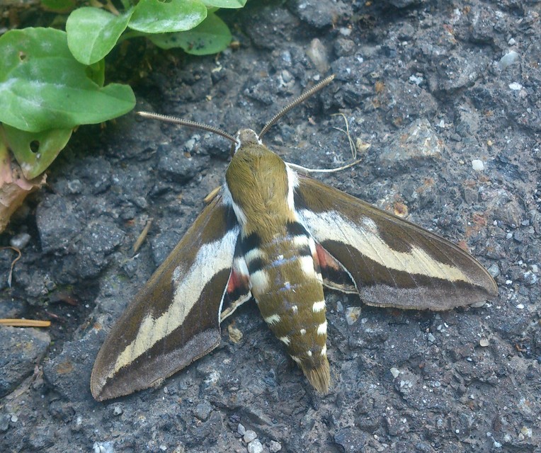 Hyles gallii - galajszender