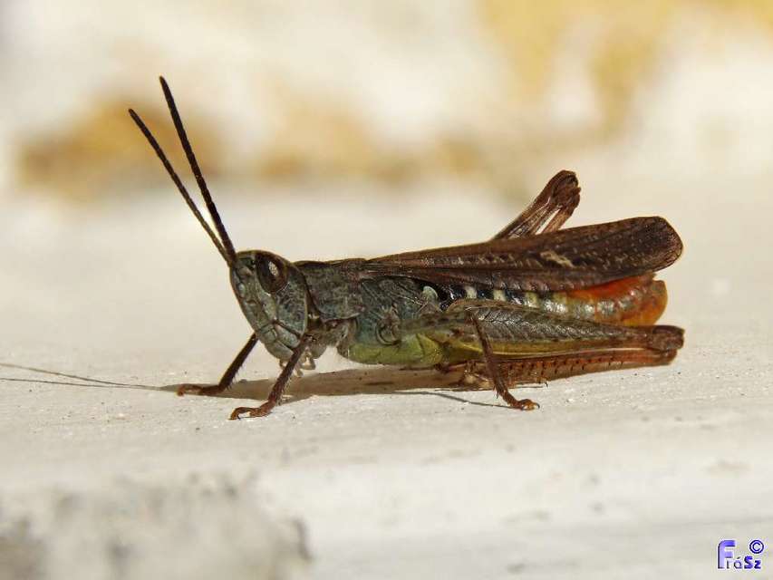 Chorthippus brunneus - közönséges tarlósáska