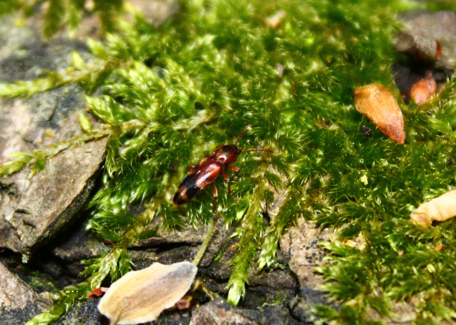 Hypulus bifasciatus - öves komorka Hypulus bifasciatus - öves komorka