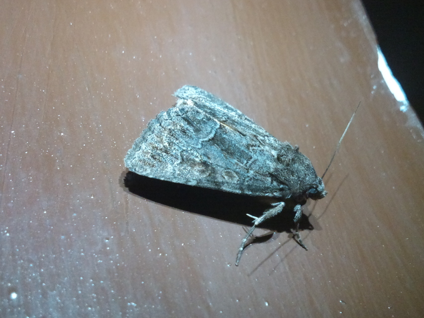 Thalpophila matura - fakó erdeibagoly
