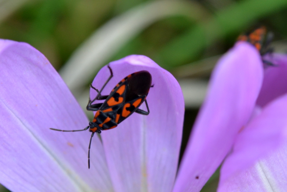 Spilostethus saxatilis - virágbodobács