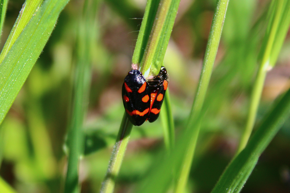 Cercopis arcuata Cercopis arcuata