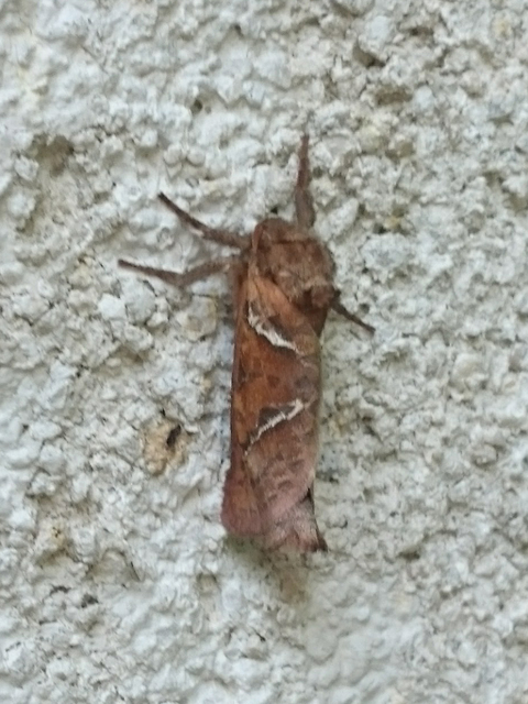 Triodia sylvina - kis gyökérrágólepke
