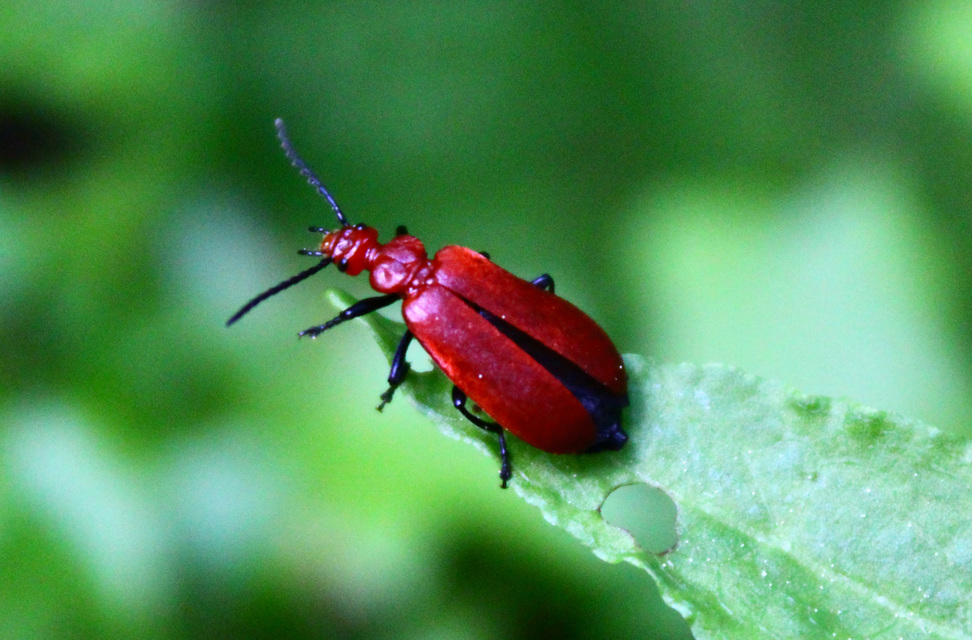 Pyrochroa serraticornis - közép-bíborbogár